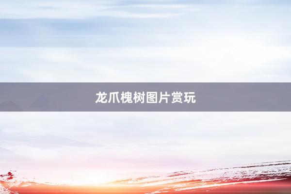 龙爪槐树图片赏玩